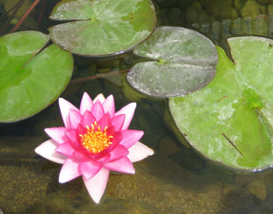 Image: Tier One Landscape aquatic plant.
