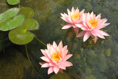 Image: Tier One Landscape aquatic plant.