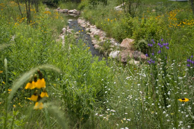 Image: Tier One Landscape naturalizing.