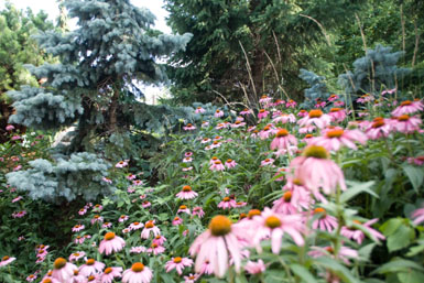 Image: Tier One Landscape naturalizing.