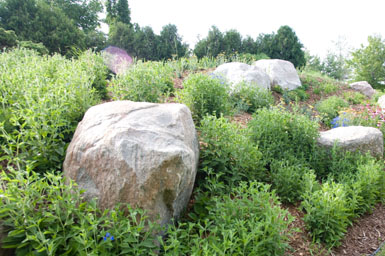 Image: Tier One Landscape naturalizing.