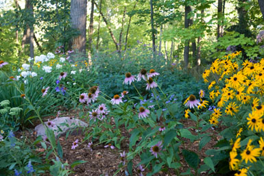 Image: Tier One Landscape naturalizing.