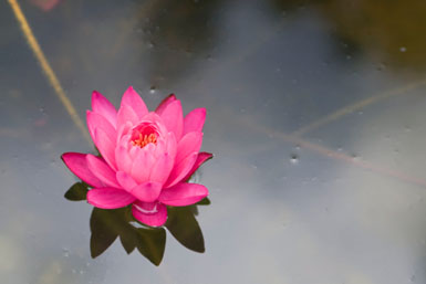 Image:  Tier One Landscape water garden.