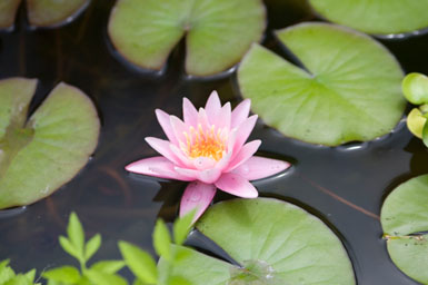 Image: Tier One Landscape water garden.