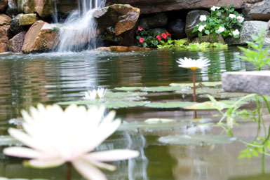 Image: Tier One Landscape water garden.