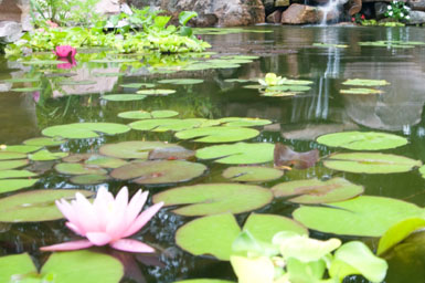 Image: Tier One Landscape water garden.